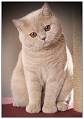 British Shorthair Colours – Full Guide – My British Shorthair