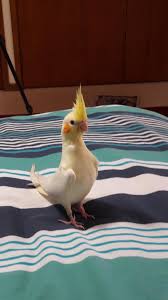 This Is Mango My Sweet Little Cockatielhttps I Redd It Oh86dc1jdqv21 Jpg Pet Birds Funny Birds Cockatiel