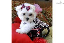 Lil' paws maltese and other petite paws is a maltese dog rescue organization in the austin, texas, area. Video Sisters 1 5lbs Teddy Bear Faces Maltese Puppy Maltese Puppies For Sale Maltese