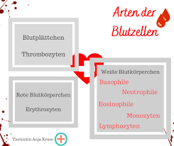 Das Blutbild Beim Hund So Interpretierst Du Es Als Hundebesitzer