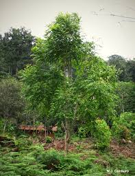 Image result for Cedrela