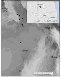 Image result for Chlorophytum burundiense