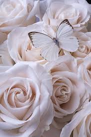 Here we are sharing with you the best beautiful flowers in the world images photos pictures and free download. Beautiful Flower Wallpaper Iphone Be Mesmerized Emerlyn Closet