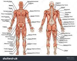 Basic muscles of the human body diagram, muscles of the body diagram ks2, muscles of the body diagram pdf, simple diagram of muscles of the body, the muscles of the. Diagram Of Muscles In Body Muscle Anatomy Pictures Images Stock Photos Depositphotos The Muscular System Contains Over Decoracion De Unas