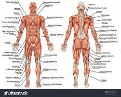Cardiac muscle tissue cannot be controlled. Image Result For Muscle Diagram Of Male Body Body Muscle Chart Human Body Muscles Muscle Diagram