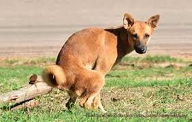 Jetzt heute als ich draussen war und er sein geschäftchen errichtet hat, habe ich helles und dunkles blut im kot sehen im internet kann keiner wissen, warum dein hund blut im stuhl hat. Hund Hat Durchfall Tipps Vom Tierarzt Tierschutzliga Hunderatgeber