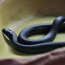 We can provide you with kingsnakes are in the genus lampropeltus and comprise of a number of species and subspecies. Kingsnakes