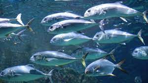 Ini 7 Jenis Ikan Laut Paling Disukai Di Indonesia