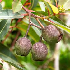 Image result for Eucalyptus citriodora