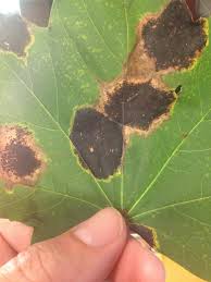 Black Spot Maple Trees 285015 Ask Extension