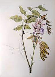 Image result for Millettia grandis