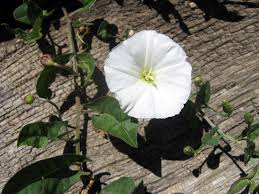 Convolvulus Definition And Synonyms Of Convolvulus In The English Dictionary