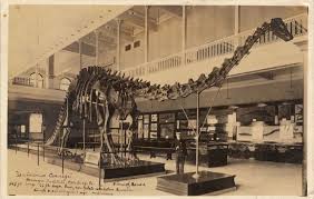 Bird On The Run Pittsburgh Postcard Of Diplodocus Carnegiei At The Carnegie Museum In Pittsburgh Pa C 1910s Carnegie Museum Pittsburgh Diplodocus