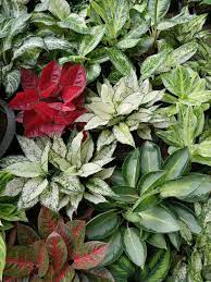 Pin On Aglaonema Hybrids Collection