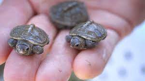 Baby Turtles Hatching - Youtube