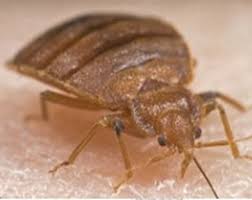 Pest management is the leading pest control company in texas. Bed Bug Treatment Boston Ma Ultra Safe Pest Management Local Experts