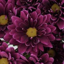 Long tubular shaped flowers and sweet nectar are necessities when growing a garden for hummingbirds. Frosted Plum Daisy Flower Fiftyflowers Com