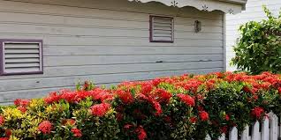 Image result for Ixora laurentii