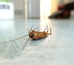 Northern pest control is here to help with your edmonton pest control. Hilton Home Wildlife Services Pest Control Company Oakton City Va