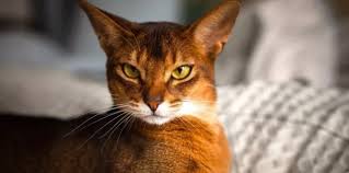Kedi Turleri Cinsleri Ve Irklari Ilgi Duyulan 50 Kedi Ozelligi