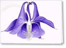Pin On Contemporary Botanical Art