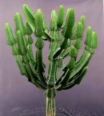 Image result for Euphorbia cooperi