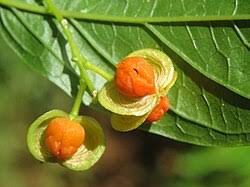 Image result for Polygala ohlendorfiana