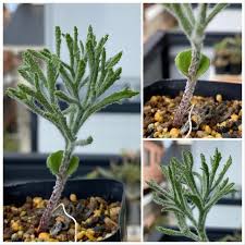 Image result for Eriospermum