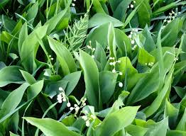 To see a truly exhaustive list of the types of native hawaiian flowers & ferns check out the botany department at university of hawaii which also names all the hawaiian names like; Avoid Planting These 10 Invasive Species In Your Wisconsin Garden