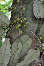 Image result for Cleistanthus