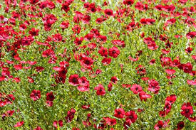 Image result for Linum