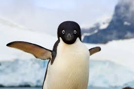 The participants will push themselves closer and closer to the group's shifting center to keep warm. Why Did Penguins Stop Flying The Answer Is Evolutionary