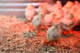 3 setting up the brooder. 5 Easy Diy Chick Brooders You Can Make The Prairie Homestead