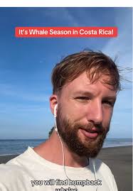 Experience Whale Season in Costa Rica