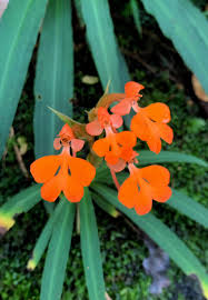 Image result for Habenaria walleri