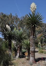 Image result for Yucca