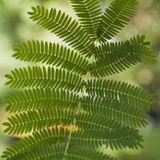 Propagation Bird Of Paradise Rhizome How To Grow Ferns From Clippings Hunker Propagating Plants Plant Cuttings Ferns