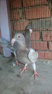 Nur Kholis Adli Kullanicinin Pigeon Panosundaki Pin