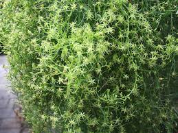 Image result for Bowiea volubilis