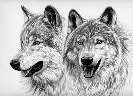 Gallery For Wolf Pack Drawings In Pencil Pencil Drawings Wolf Painting Drawings