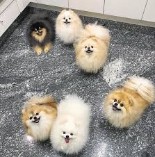 Mondaydinner Boo Boo Awesome Dog Boo The Most Beautiful Dog Boo In The World Boo The Pomerania Sevimli Kopek Yavrulari Yavru Kopek Hayvan