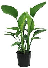 White Bird Of Paradise Palm White Bird Of Paradise In Pot Delray Plants Https Www Amazon Com Dp B01ermwhrk Ref Cm Sw R Pi Dp X Suyqzb Paradise Plant Birds Of Paradise Plant Leafy Plants