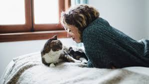 Ich hoffe die rolligkeit geht jetzt schnell vorbei. Rollige Katze Achten Sie Auf Diese Anzeichen