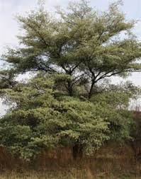 Image result for Terminalia sericea ×  trichopoda