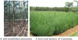Image result for Casuarina junghuhniana