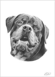 5 out of 5 stars. Rottweiler Rotty Rottie Pencil Drawing Art Print Rare Rottweiler Tattoo Dog Drawing Dog Art