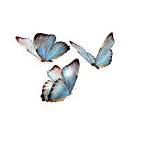 Http Www Pngimagesfree Com Butterfly Beautiful Butterfly Light Colour Png Transparent Flowers Art Beautiful Butterflies