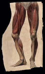 Coffee machine gemelli muscles of the leg. The Gait Guys