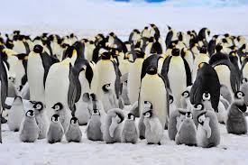 Scientists calculate the penguin's dimensions by scaling the sizes of its bones against those of modern penguin species. Most Male Emperor Penguins Fast For 115 Days But A Few Of Them May Sneak Snacks