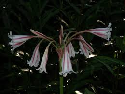 Image result for Crinum harmsii